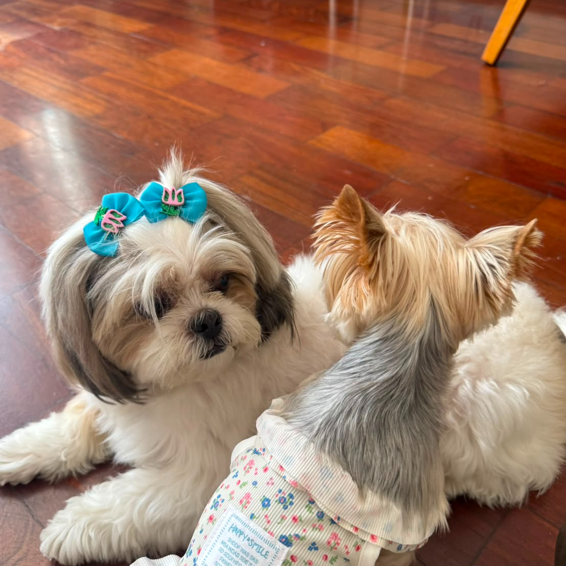 Cães interagindo no quintal