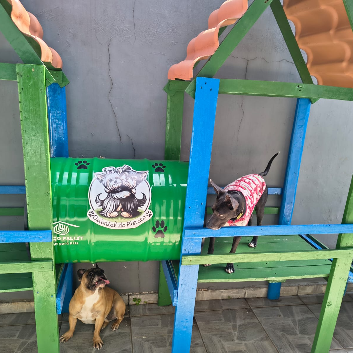 Cães brincando em estrutura do quintal