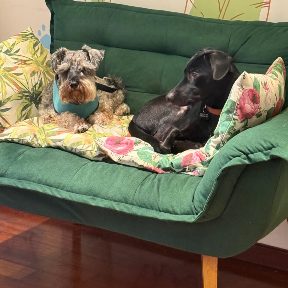 Cães convivendo em área de descanso