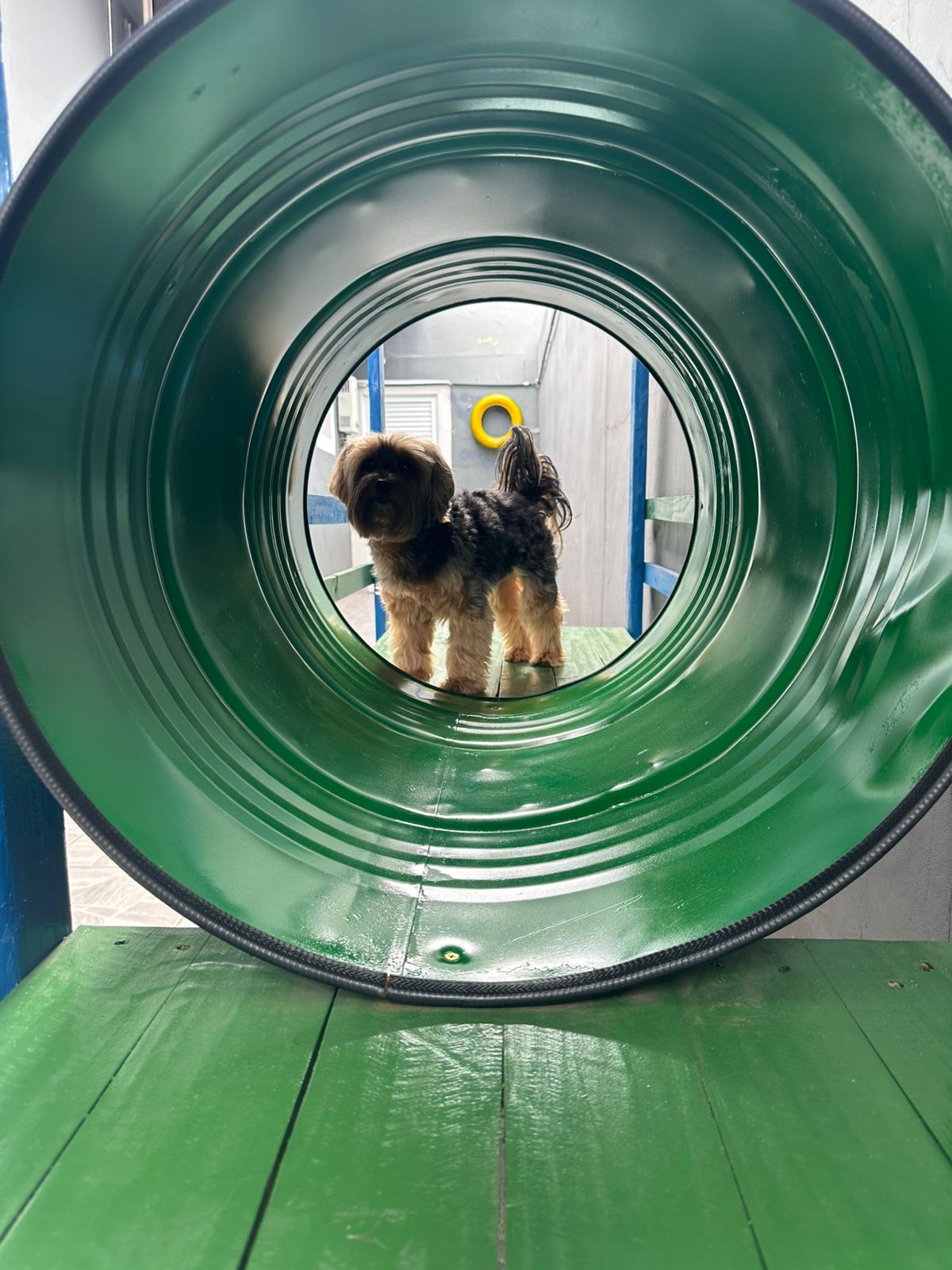 Cão explorando o quintal