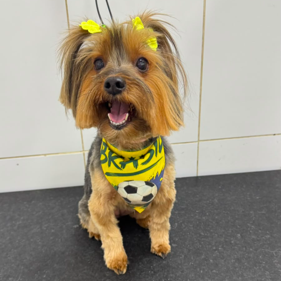 Cachorro no banho e tosa
