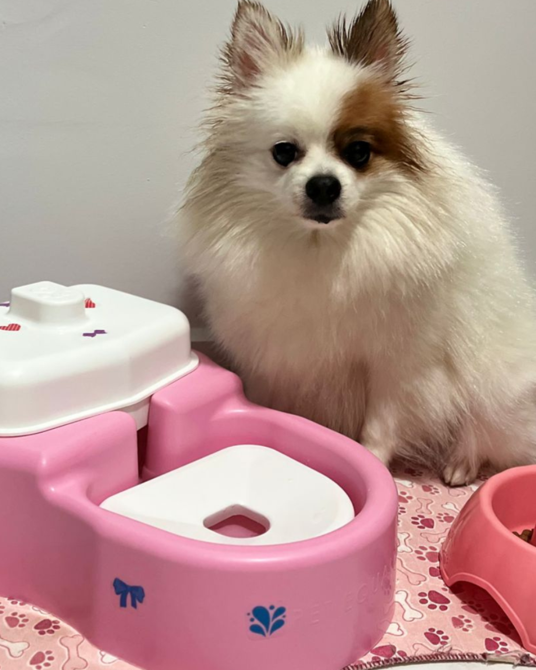 Pet Equalizer na versão rosa em uma situação real de uso