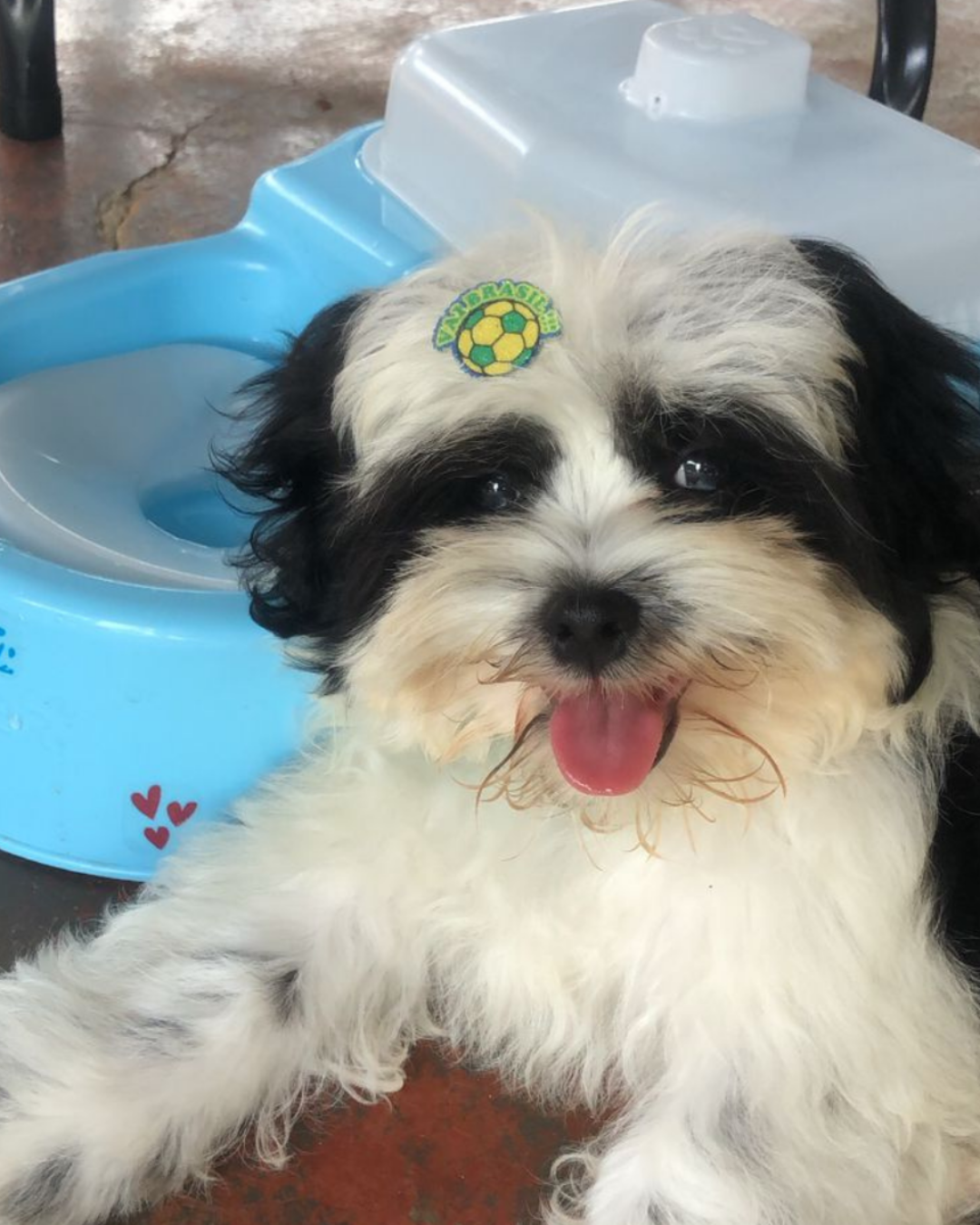 Pet Equalizer na versão azul em uma situação real de uso