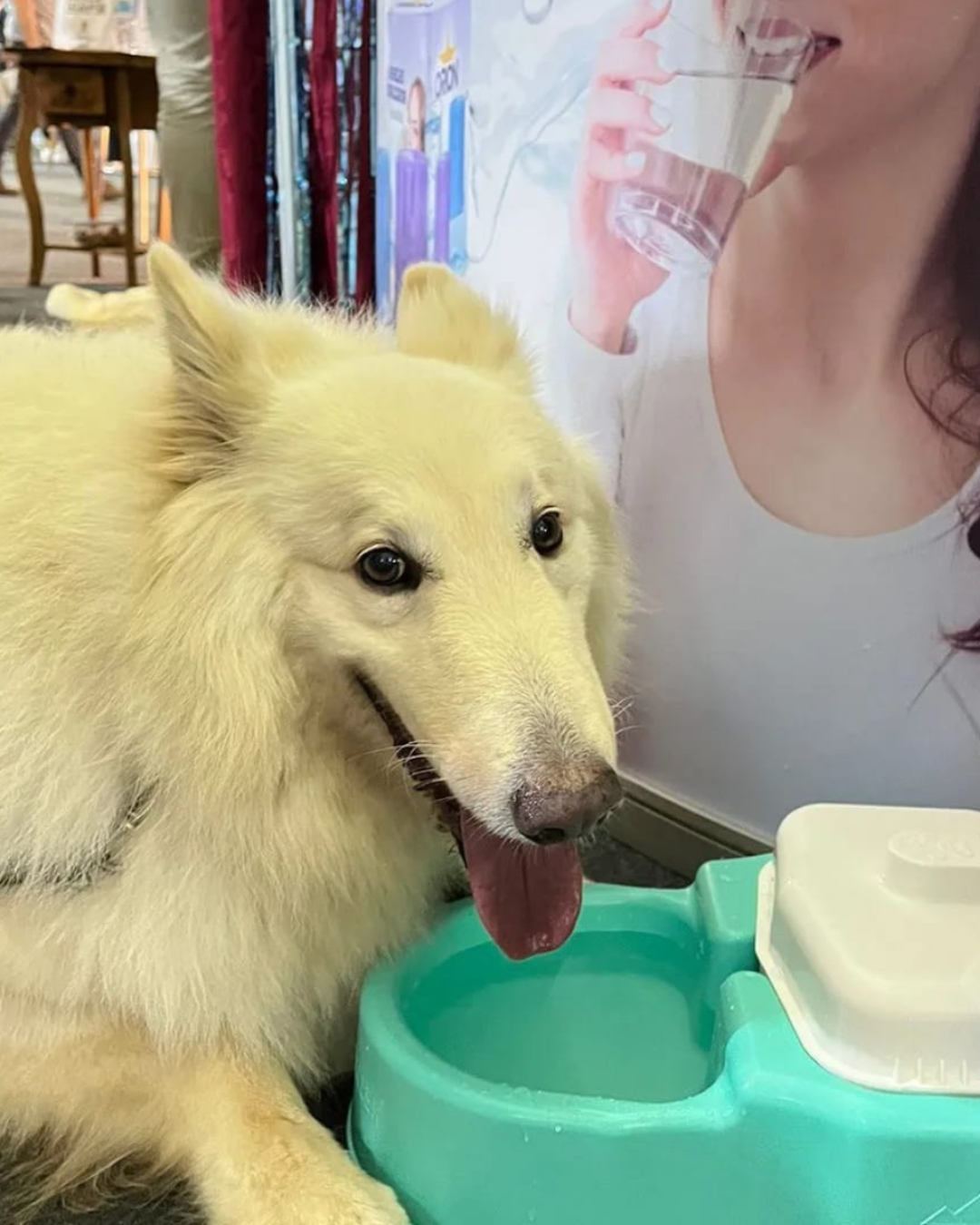 Pet Equalizer na versão verde em uma situação real de uso