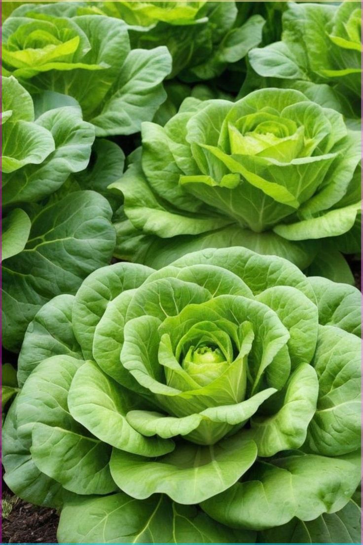 Hoja de Roble Verde