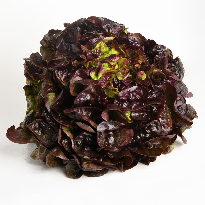 Hoja de Roble Morada