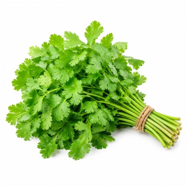 Cilantro